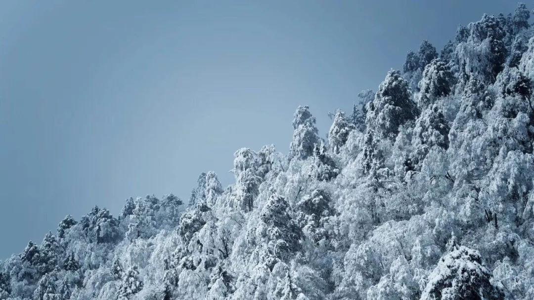 虫虫助手下载
